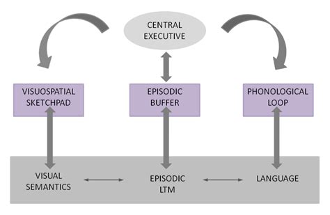 Baddeley's Revised Model of Working Memory —Viquepedia