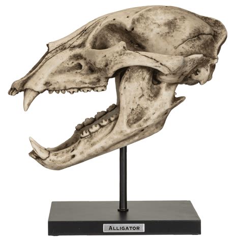 Fossil Animals Replica American Black Bear Skeleton Skull Fossli Resin Figurine - Walmart.com ...