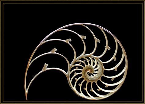 Chambered nautilus shell | Nautilus shell, Chambered nautilus, Art inspiration