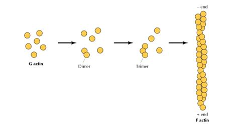 Actin Filaments: Function & Structure - Video & Lesson Transcript | Study.com