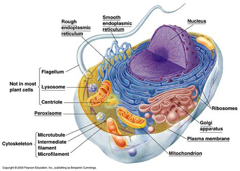 Team:Evry/Eukaryotic Cell - 2012.igem.org