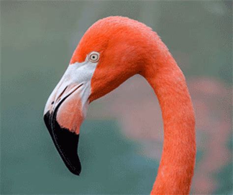 Meme Flamingo GIF - Meme Flamingo FierceStare - Discover & Share GIFs