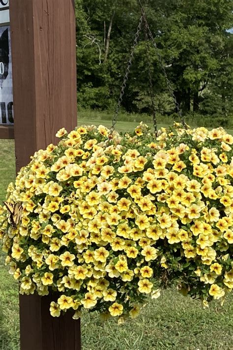 The 3 Best Hanging Basket Plants To Grow For Big Flower Power!