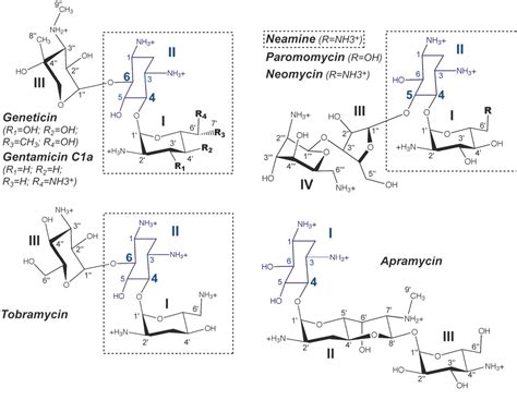 Figure 1 from Crystal structure of geneticin bound to a bacterial 16S ribosomal RNA A site ...