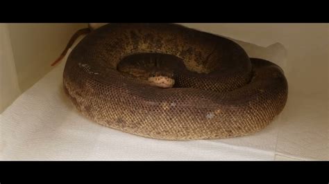 Feeding my snake collection (Live Feeding) - YouTube