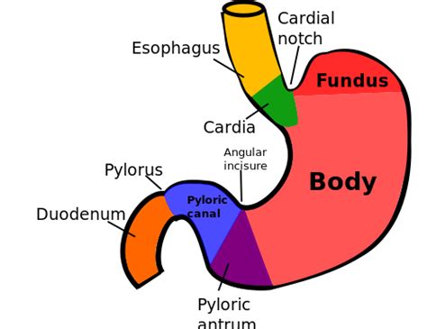 Gastric Volvulus (Twisted Stomach) Causes, Symptoms, Treatment ...