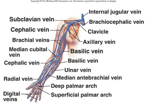 cephalic vein and basilic vein - ModernHeal.com