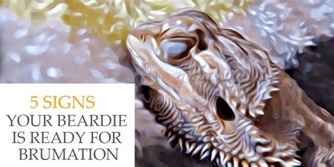 Bearded Dragon Brumation - 5 Signs Your Beardie Is Ready For Sleep | Beardie Guide