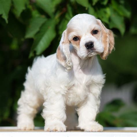 #1 | Cocker Spaniel Puppies For Sale In Columbus OH