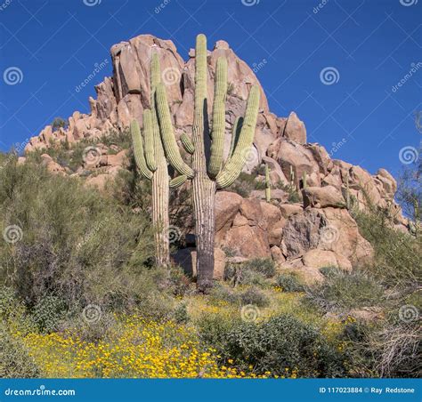 Spring Wild Flowers in the Arizona Desert Stock Photo - Image of ...