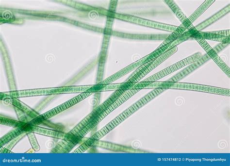 Oscillatoria Under Microscope