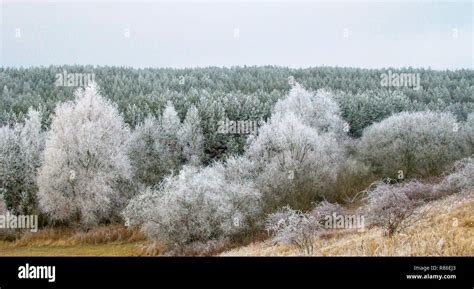 Snowy winter forest panorama scene Stock Photo - Alamy