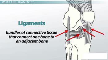 ¿Qué son los ligamentos? - Definición y tipos | Estudyando