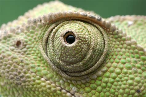 1,746 Chameleon Eye Close Up Stock Photos - Free & Royalty-Free Stock Photos from Dreamstime