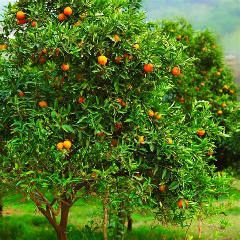 Clementine Mandarin Tree | Plants Express