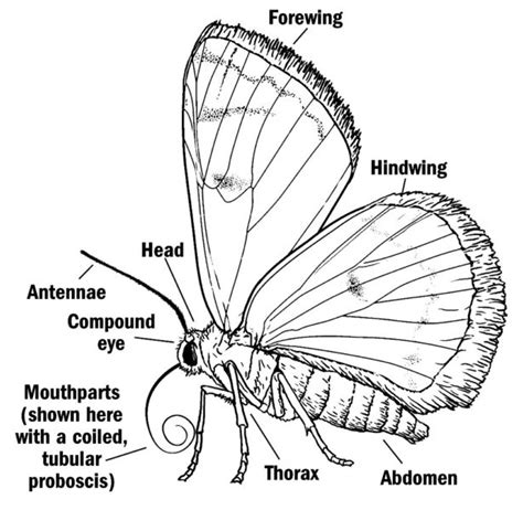 Anatomy Of A Moth - Anatomical Charts & Posters