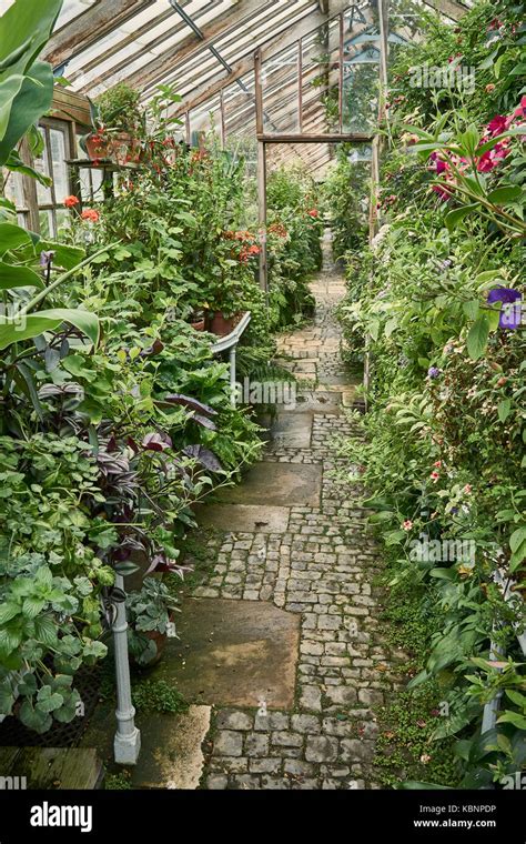 Pathway through an old Victorian greenhouse overgrown with plants Stock Photo - Alamy