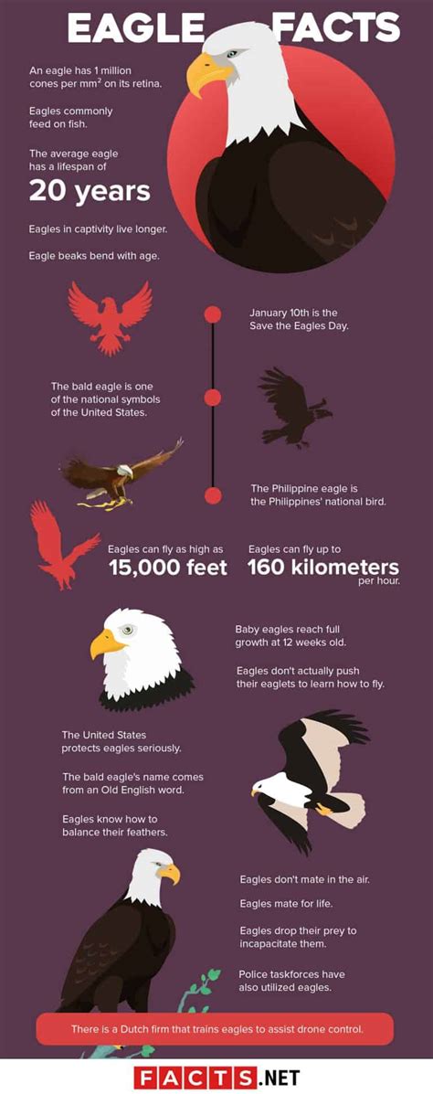 50 Cool Eagle Facts You Probably Never Knew About
