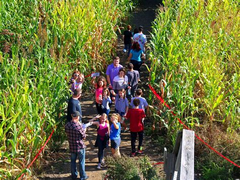 Mega Maze - Davis Mega Farm Festival has the greatest corn maze