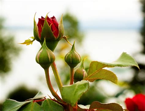 Free photo: Red Rose, Rose, Bud, Blossom, Bloom - Free Image on Pixabay - 930294
