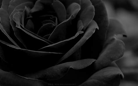 Awesome Wallpaper Pictures Of Black Roses wallpaper