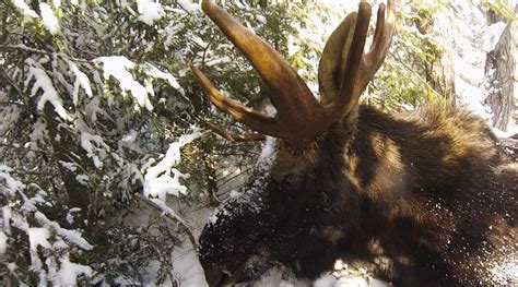 Minnesota Moose Hunting Halted Indefinitely as Population Decline Continues | OutdoorHub