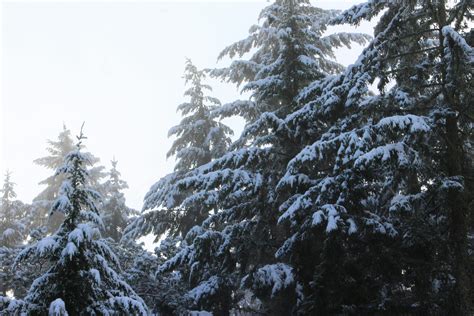 Free stock photo of christmas eve, pine trees, snow