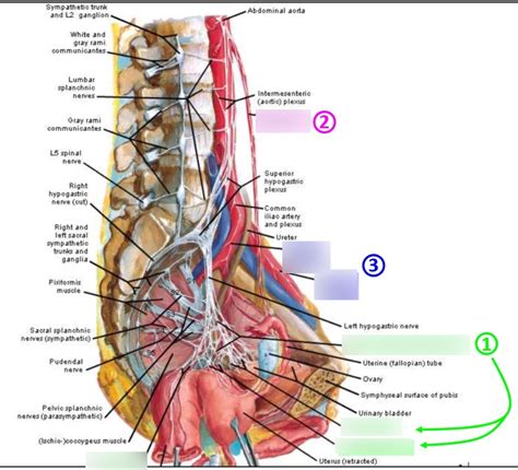 Netter's Pelvic Hemisection Diagram | Quizlet