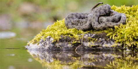 Can Snakes Swim Underwater? | How Fast Can Snakes Swim?