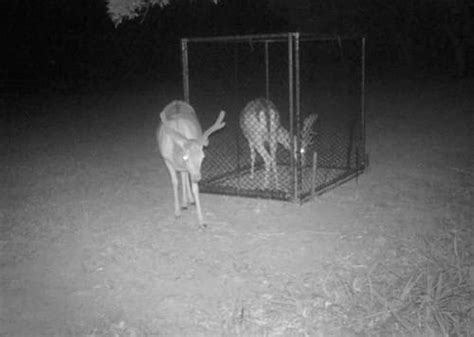 Clover Trap Deer Trap - Professional Trapping Supplies