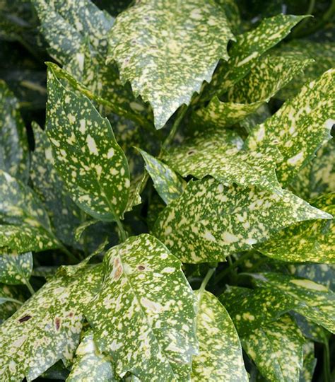 Aucuba japonica 'Variegata' Gold Dust Spotted Laurel from Prides Corner Farms