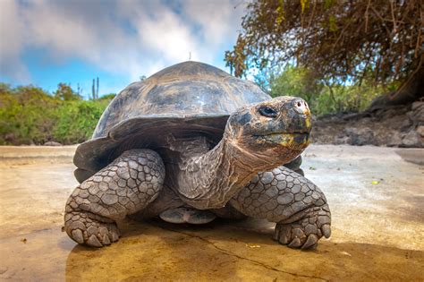 FLOREANA & THE RETURN OF THE GALAPAGOS TORTOISE – Real Americas Blog