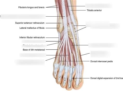 dorsal foot muscles Diagram | Quizlet