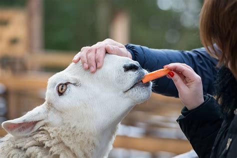 Border Leicester Sheep: Is This Dual-Purpose Breed Right For You?