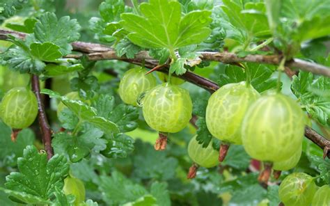 Native Gooseberry - Prairie Gardens