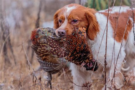 Hunting Dog Profile: The Spunky and Packable American Brittany | GearJunkie