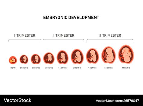 Developmental Time Day Mean Se Of Immature Stages Sexes And | My XXX ...