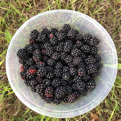 Successful blackberry picking! : r/foraging