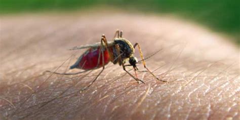 Malaria (Plasmodium Infection) Causes, Symptoms, Diagnosis & Treatment