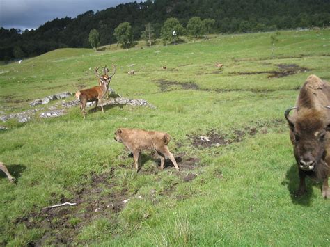 Highland Wildlife Park Newtonmore Scotland Wildlife Park, Highland ...