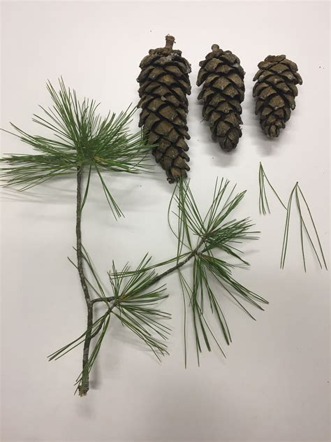 Can anyone identify this Pinus (pine) species? | ResearchGate