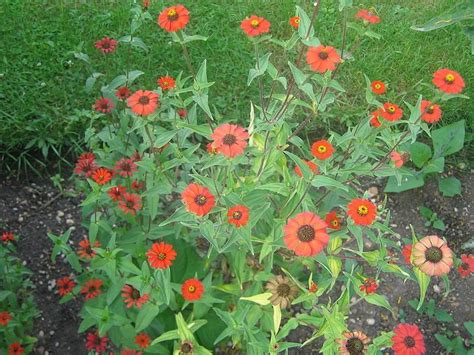 Zinnia peruviana (Field Zinnia, Peruvian zinnia, Redstar zinnia, Wild ...