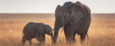 Elephant conservation challenges – Worldwide Experience