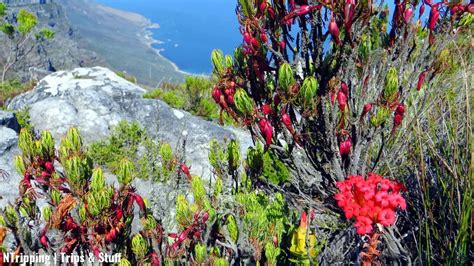 15 Stunning Facts About Table Mountain, South Africa