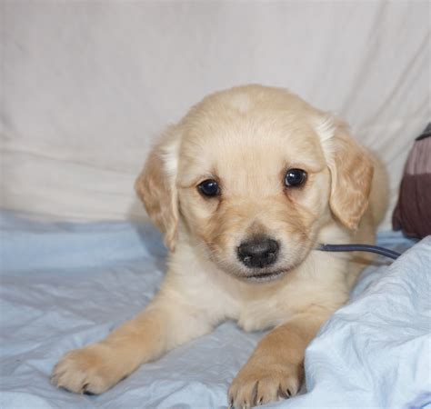 Miniature Golden Retriever Puppies