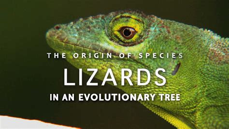 The Origin of Species: Lizards in an Evolutionary Tree | HHMI ...