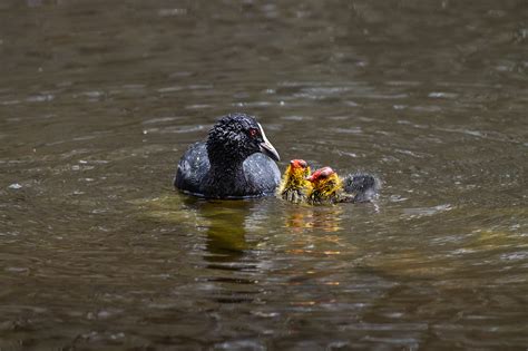 Eurasian Coot with chicks on Behance