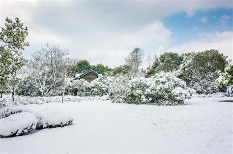 Premium Photo | Winter park in snow