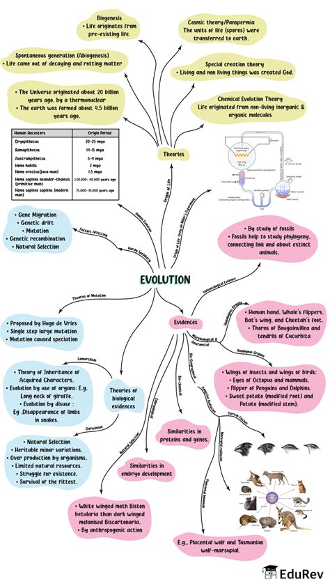 Evolution Concept Map Answer Key