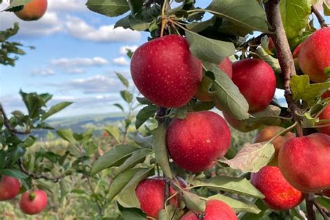 Lyman Orchards a Top 10 Apple Picking Orchard